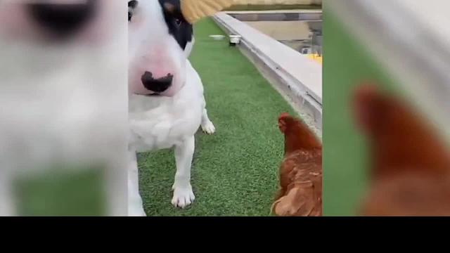 成精的动物又来了，笑到停不下来《101》