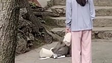 园区猴子抢夺游客背包乱翻，小姐姐无奈只能一旁等待…