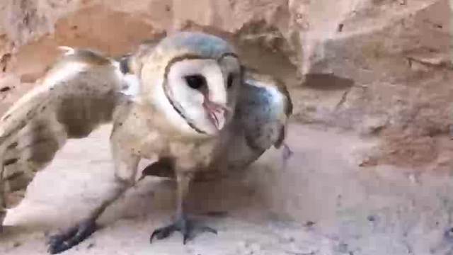 一只猫头鹰为了证明自己的实力