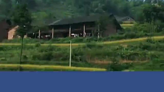 少年精通鸟语，他是如何做到的？