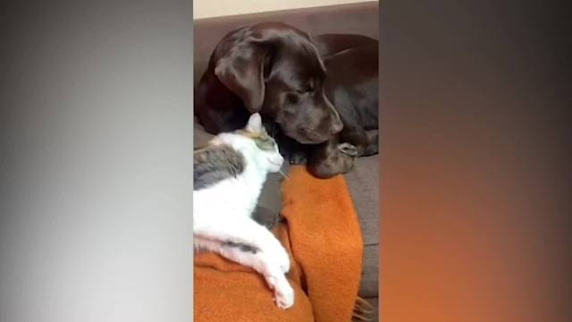 动物治愈行为大赏1021