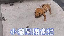 #瘤尾守宫 #爬宠 #家有大眼萌 小瘤尾捕食记