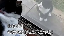 猫：你到底喜不喜欢我啊