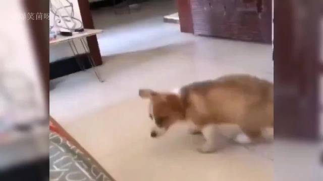 盘点那些成精的狗子，不仅能听得懂人话，还会帮铲屎官做事情