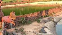 功夫鸡今天体力不行啊…#鳄鱼养殖场