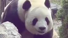 飞云：三百斤的萌妹#飞云 #国宝 #大熊猫 #萌妹