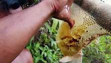 小蜜蜂此生最无语的时刻，直接被搬走整个蜂巢，野人徒手暴力采集蜂蜜 #野外生存 #蜂巢 #蜂蛹 #猎奇