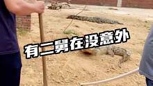 有二舅在没意外#鳄珍 #鳄鱼