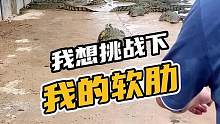 我想挑战下我的软肋#鳄珍 #鳄鱼