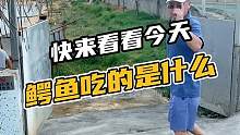 快来看看今天鳄鱼吃的是什么？#鳄珍 #鳄鱼