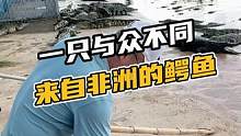 一只与众不同来自非洲的鳄鱼#鳄珍 #鳄鱼