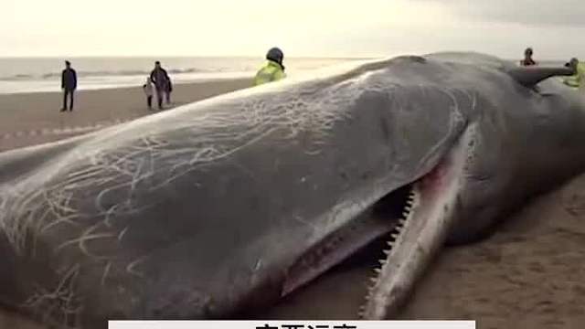 鲸爆，自然界最大、最臭的生化武器，看到后一定要躲得远远的