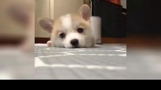 萌宠爆笑登场，专治每天不开心<1083>