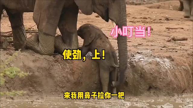 有啥样的妈，就有啥样的娃！动物搞笑配音 