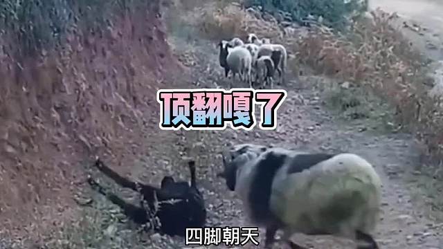  又顶起来了，顶翻嘎了！脑瓜子嗡嗡的！动物搞笑配音