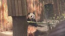 主打的就是一个吃！！！#成都 #熊猫宝宝 #可爱到爆炸