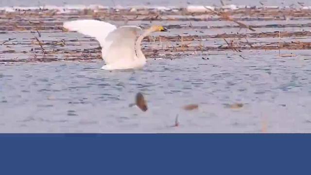 天鹅在水面上起飞