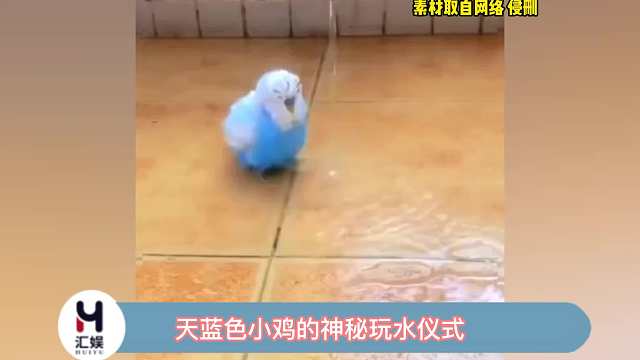 咱也不知道为什么要绕圈圈，但看得出来它真的很开心