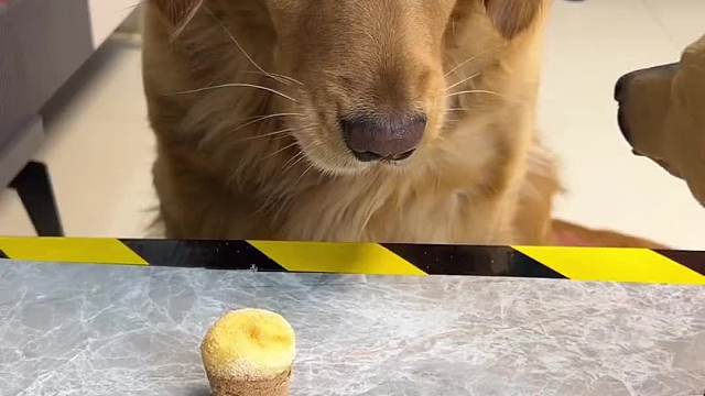 原来这就是高思维的狗子