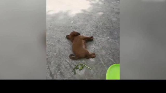 看这些最有趣的动物时保持微笑，有趣的宠物视频《1056》