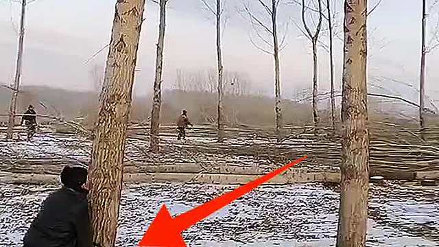 伐树神操作，简直堪称多米诺 