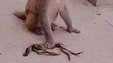 刚去看了科普，虐死小猴一直抱着会得到人类同情，会有更多食物，所以干儿了只是工具猴