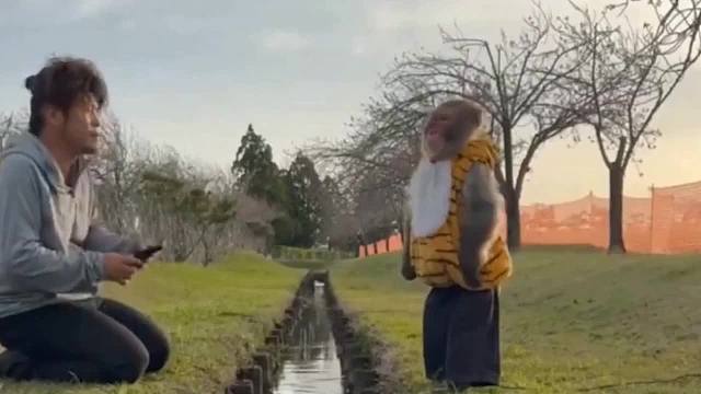 有趣的动物视频不要试图抑制笑声60