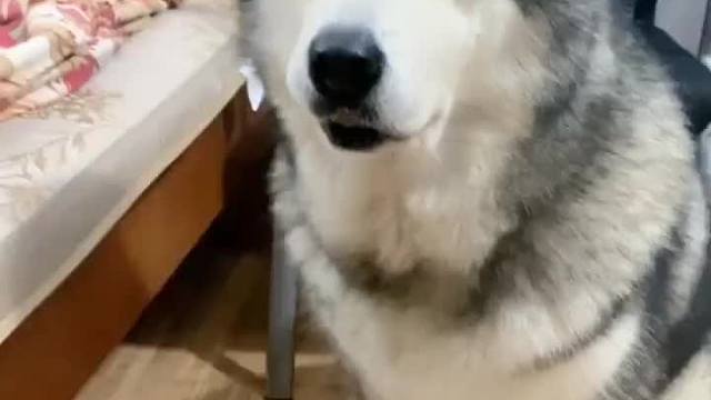 宁愿单身一辈子，也不要找一个不爱狗的人