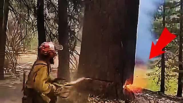 伐树神操作，一个比一个厉害 