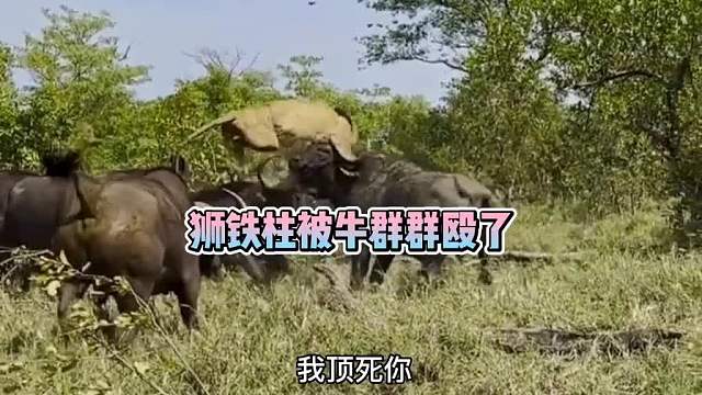 狮铁柱被牛老二群殴了！动物搞笑配音 