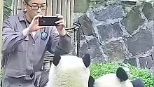 果然直男奶爸的拍照技术是连我们熊猫宝宝都忍不了的。#直男拍照 #大熊猫 #搞笑 #娱乐评论大赏