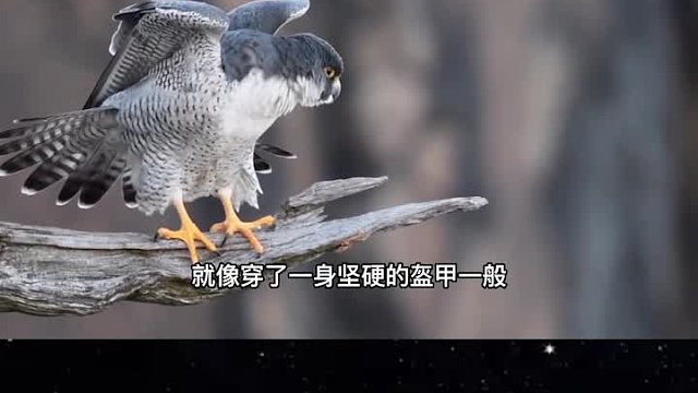 世界上飞行最快的鸟，速度比动车还要快