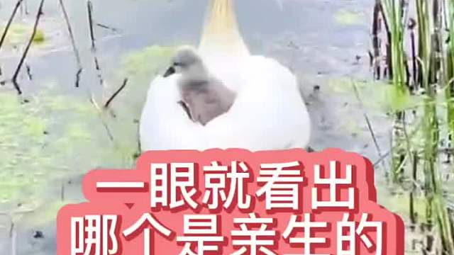  一眼就看出哪个是亲生的 