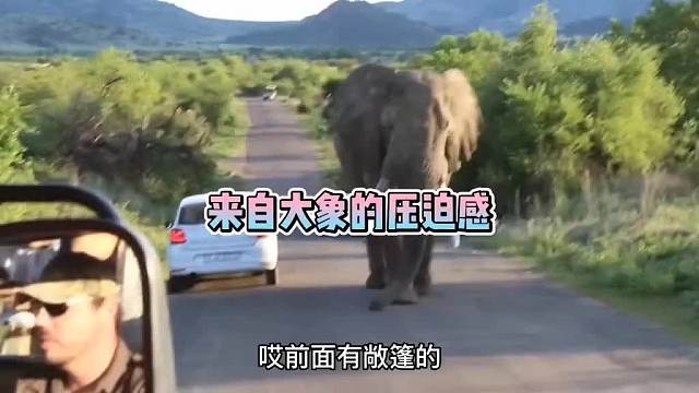 大象要吃的，未果！怒拆车棚！！动物搞笑配音