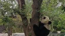 “哏儿都”熊猫喜乐有多哏儿？“奶爸”相声式吐槽…