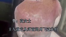 赛鸽误飞数百里被主人抛弃 好心女子收留