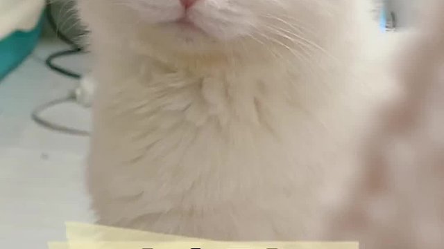 谁能拒绝一只主动驱虫的小猫咪呢！