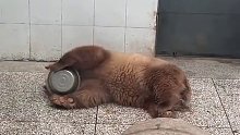 大熊猫七仔：别看我是巧克力色的，我每天都要喝盆盆奶