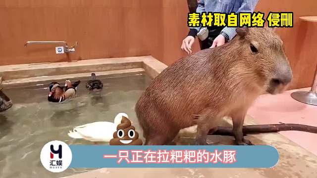 鸭鸭好像对粑粑很感兴趣！