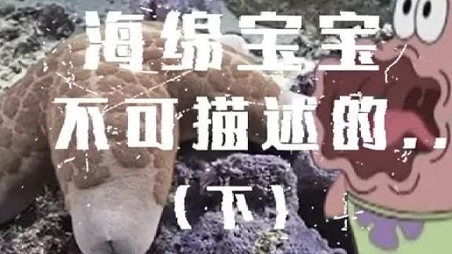 千奇百怪的海洋生物，你还认识他们吗？