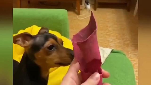 有趣可爱的猫狗视频《1016》