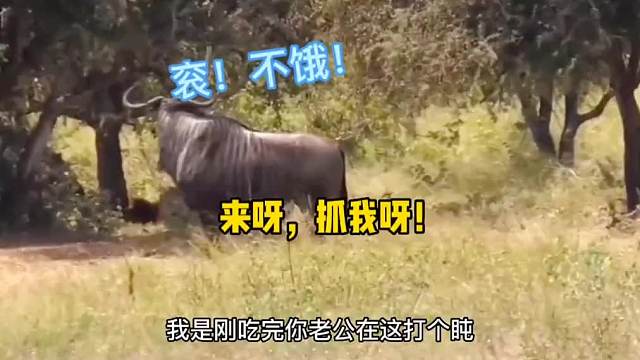 角兰花 -小丑竟然是我自己！动物搞笑配音