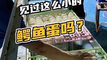 见过这么小的鳄鱼蛋吗？#鳄珍 #鳄鱼