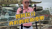 如何区分真假的鳄鱼皮带主页置顶#鳄珍 #鳄鱼 #真假辨别