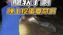 鳄鱼跑起来那简直 唰唰的#谢#鳄鱼 #鳄鱼养殖场 #挖鳄鱼蛋