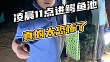 凌晨11点进鳄鱼池真的太恐怖了，在结尾！#鳄珍 #鳄鱼