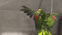 国外有只亚马逊鹦鹉每天都要冲澡