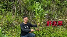 农村家喻户晓的小蓬草，这3大作用太厉害了，很多人还不知道