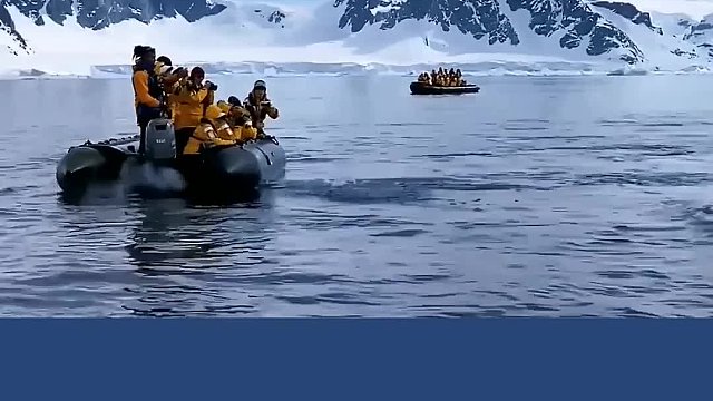 冰川融化，企鹅被鲨鱼追赶，奋力一跳向人类求助