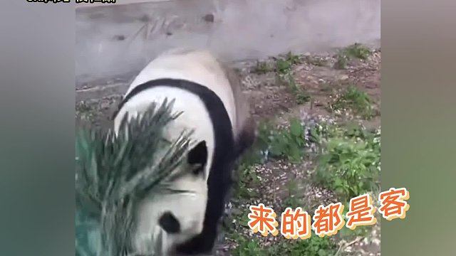 好热情的萌兰啊，这票价很值嘛